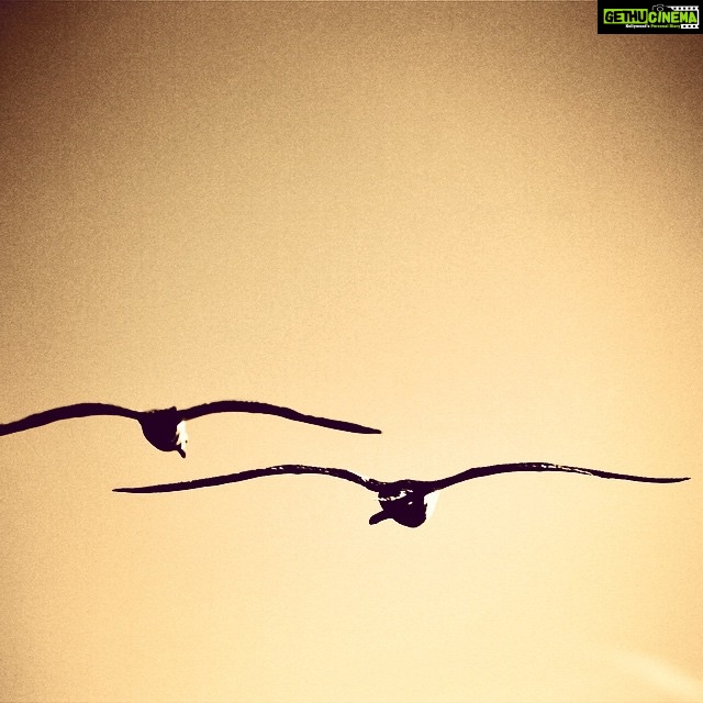 Vikrant Massey Instagram - #companionship #compatibility #flyhigh #freedom #seagulls