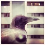 Vikrant Massey Instagram – 🌟 Thirsty Crow 🌟