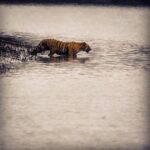 Vikrant Massey Instagram -