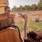 Vivek Dahiya Instagram - But first, let’s hydrate the ostrich ;) @alainzoouae #VisitAlAin Al Ain Zoo