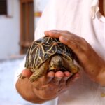 Vivek Dahiya Instagram - Such fascinating beings. Ancient, low key and damn interesting when you learn more about them. P.s this isn’t a pet and I’m aware it’s banned in India. #Turtles