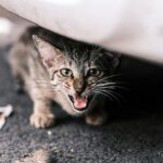 Vivek Dahiya Instagram – Unlike Don, mujhe sab tarah ki billiyan pasand hai 😻 

#SundayMood #Meditative #StreetPhotography #MumbaiStreets #CatLovers #VDphotography #VivekDahiyaPhotography Mumbai, Maharashtra