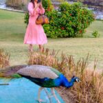 Vivek Dahiya Instagram – Finally the much awaited collaboration happened when the national bird called to ask for a personal photoshoot on my trip to Udaipur. Swipe left to see how a fan got startled upon seeing her fav celeb :) 
#BeautifulPoser #VivekDahiyaPhotography #VDphotography