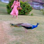 Vivek Dahiya Instagram – Finally the much awaited collaboration happened when the national bird called to ask for a personal photoshoot on my trip to Udaipur. Swipe left to see how a fan got startled upon seeing her fav celeb :) 
#BeautifulPoser #VivekDahiyaPhotography #VDphotography