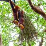Vivek Dahiya Instagram - Got lucky to have found these giant squirrels having a party on their own, hopping from one branch over to another creating a commotion. You spend time observing them, you’ll fall in love. Took me over an hour to chase and capture these images. Reckon I’m having a back up career plan set or maybe not but I sure enjoyed this. @natgeo #photographyByVD #VDphotography #VivekDahiyaPhotography Le Méridien Mahabaleshwar Resort & Spa