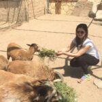 Zareen Khan Instagram - Made some new friends 💁🏻‍♀️ Trying to follow the footsteps of my all time He-Man @aapkadharam sir ❤️ #AnimalLover #FarmLife #MyKindaFriends #CoExist #ZareenKhan