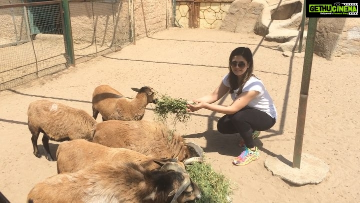 Zareen Khan Instagram - Made some new friends 💁🏻♀️ Trying to follow the footsteps of my all time He-Man @aapkadharam sir ❤️ #AnimalLover #FarmLife #MyKindaFriends #CoExist #ZareenKhan
