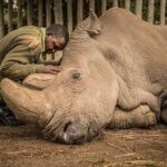 Zareen Khan Instagram - R.I.P. SUDAN ! The world’s last male nothern white rhino is no more. It leaves only two females - his daughter and granddaughter - through which conservationists hope they might save the species from dying out altogether using IVF. Conservationists have warned that the death of the last male northern white rhinoceros in Kenya is a sign that unsustainable human activity is driving a new era of mass extinctions around the globe. If v humans don’t wake up now and become aware of our responsibilities towards nature, our future generations will only know of these endangered species by their pictures since these animals won’t b left to witness in real. #RIPSudan #WorldsLastMaleNorthernWhiteRhino #WakeUpPeople #SaveEndangeredSpecies #ConserveTheEarth