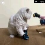 Zareen Khan Instagram - This is the cutest thing I’ve seen today 😄❣️ #CatLover #HappySunday