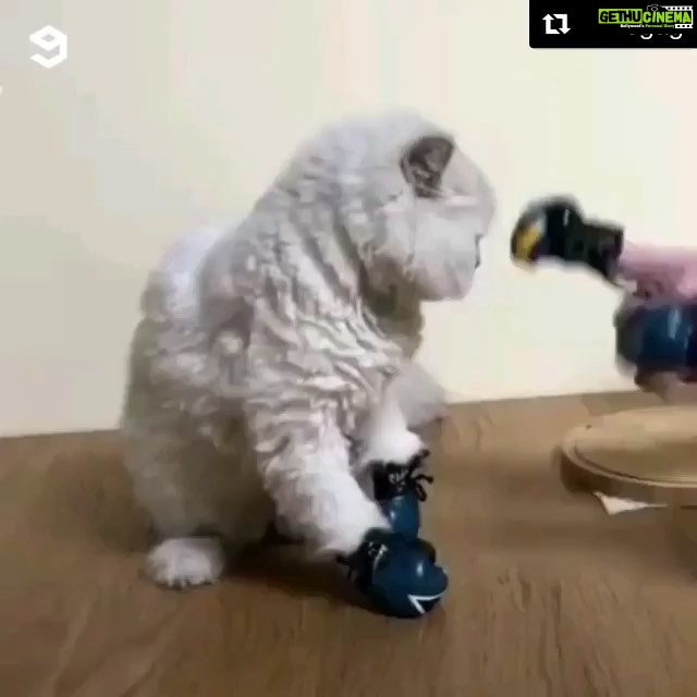 Zareen Khan Instagram - This is the cutest thing I’ve seen today 😄❣️ #CatLover #HappySunday