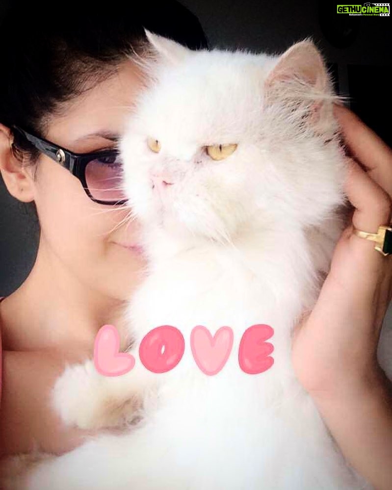 Zareen Khan Instagram - Until v meet again my Love ❤️ #SnowyKhan #MajorMissingHappening #RestInPeace