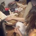 Zareen Khan Instagram - Day well spent with these adorable ones - Part 1 😻 All of them are rescued cats who were found not in their best form bt thanks to @catcafestudio , they are all fit and healthy now. V need to show more support & spread more love towards these beautiful creatures bcoz they provide us with the priceless gift of unconditional love ❤️ #MyFurrentineIsMyValentine #FurrentinesDay #UnconditionalLove @catcafestudio @romedynow
