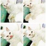 Zareen Khan Instagram - Many moods of Mr. SCOOBY ! ❤️ #LoveOfMyLife