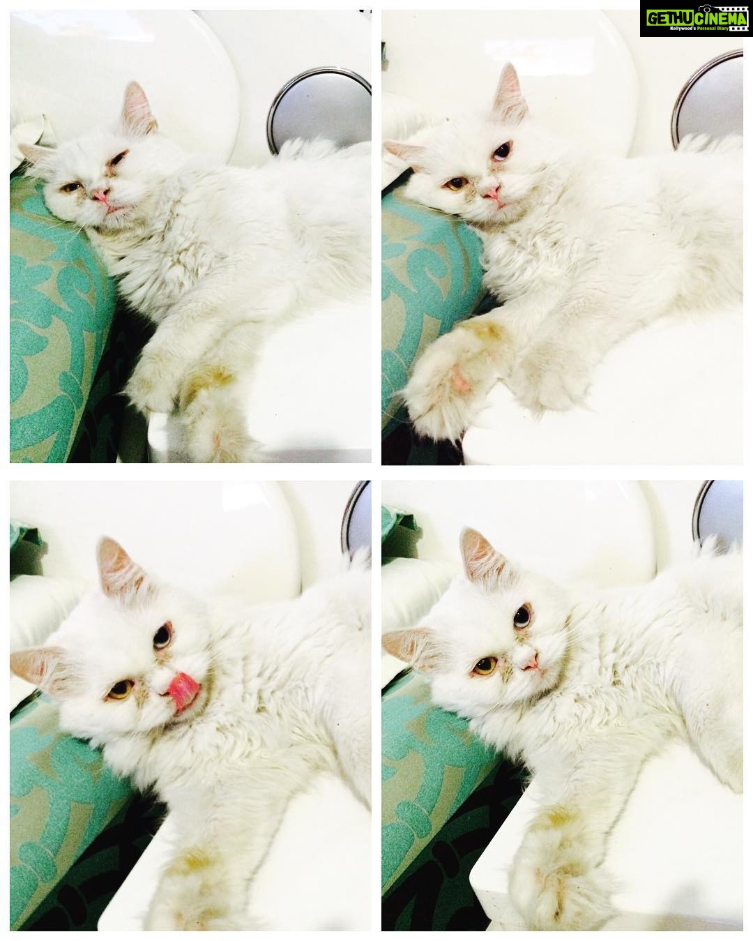 Zareen Khan Instagram - Many moods of Mr. SCOOBY ! ❤️ #LoveOfMyLife