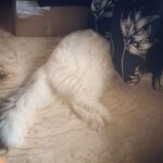 Zareen Khan Instagram – Mr. Scooby is not in the mood to see humans today so he will respond with his tail. 😄
Btw he thinks he’s hidden #CatLogic 😕
#MyLove #MyMunchkin ❤️❤️❤️
@9gag