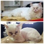 Zareen Khan Instagram - Before & After ! Scooby's summer look ... As u can see he is not at all happy ! 😋
