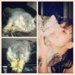 Zareen Khan Instagram - #Happy #Birthday my SOFTY !! U will always b missed ❤️❤️❤️❤️❤️