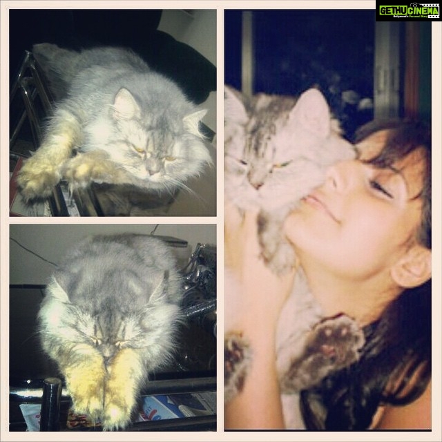 Zareen Khan Instagram - #Happy #Birthday my SOFTY !! U will always b missed ❤️❤️❤️❤️❤️