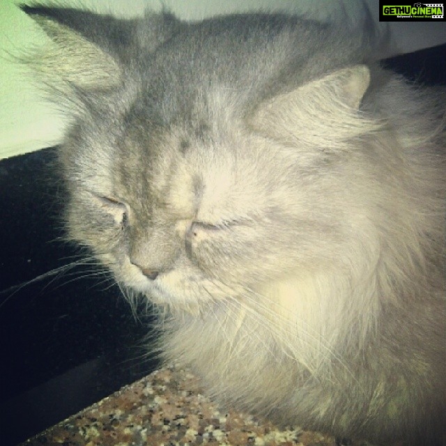 Zareen Khan Instagram - U will always be missed !! Love u so much my baby my SOFTY ♥