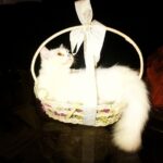 Zareen Khan Instagram - The ♡ of my life !!