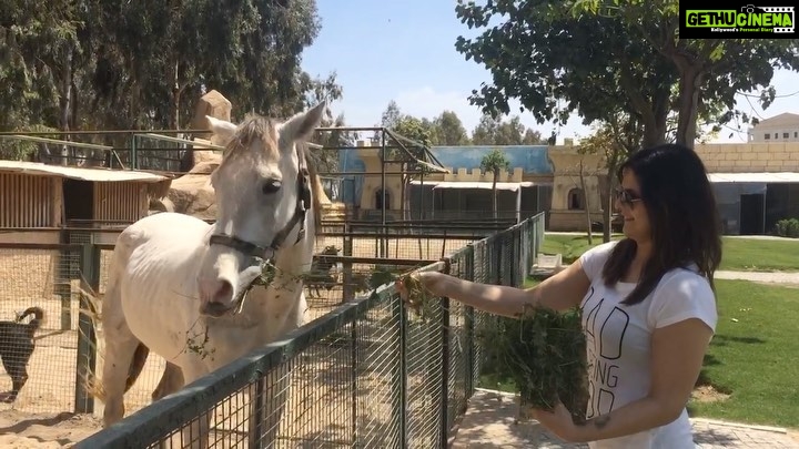 Zareen Khan Instagram - I like befriending animals over humans ❤️ P.S. - This wasn’t suppose to be funny 🙈😜 #TbT #Throwback #Antalya #Turkey #TravelDiaries #HappyHippie #ZareenKhan Mardan Palace