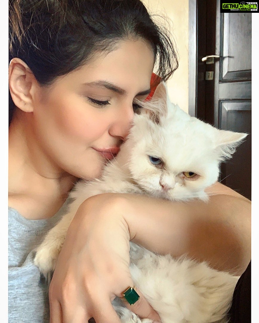 Zareen Khan Instagram - Everyday is 🐈 Day ❤️ #HappyInternationalCatDay #CatFamily #CatWoman #ZareenKhan