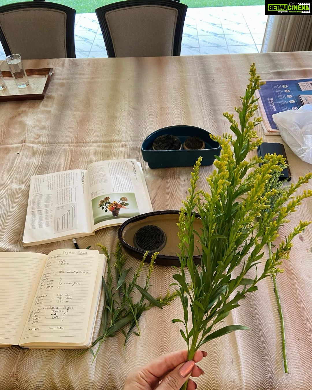Zoya Afroz Instagram - Ike derived from “Ikeru” means life Bana derived from “hana” means flower And through the art of Ikebana we can give a new life to the flowers. 🌸🌼🌸 This is my first attempt at making a beautiful Ikebana creation which is a Japanese art form of flower arrangements with the help of my teacher @renusaraf from The Bombay Sogetsu School 🌸🌼🌸 As a Miss India International I want to learn about new cultures and be a cultural ambassador between the countries while building connections and friendships🤍 And in this journey I’m learning a lot about the different ways of life, traditions and customs. There are so many beautiful aspects of the Japanese culture which I would like to share with all of you in my journey to Miss International!✨ 🌸🌼🌸 #ikebana #ikebanasogetsu #sogetsuschool @mumbaisogetsu #thebombaysogetsuschool #japan #india #culture #art @glamanandsupermodelindia @missinternationalofficial