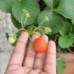 Aadarsh Balakrishna Instagram - Hello Berry 🍓 #homegarden