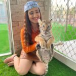 Aalisha Panwar Instagram - Hakuna Matata .. .., 🧡🥺🥰🐯 Disclaimer- These are rescued animals taken care of and very well fed by @uae_lionking they are not drugged or abused and their health care is also taken care of .. Thankyou @uae_lionking for letting me have this beautiful experience .. I love them ..