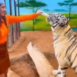 Aalisha Panwar Instagram - That’s my khatron ke khiladi zone.. .. what a thrilling experience.. feeding and playing with wild animals.. .., soo close touching them.. still can’t believe I did that.. Thankyou soo much @uae_lionking for arranging this for me and for giving me such an experience.. Disclaimer- These animals are kept in good nature conditions and very well fed by @uae_lionking .. they are not drugged or abused and there health care is also taken care of.. these are rescued animals..
