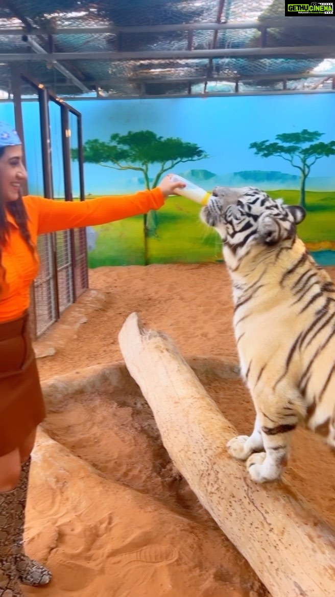 Aalisha Panwar Instagram - That’s my khatron ke khiladi zone.. .. what a thrilling experience.. feeding and playing with wild animals.. .., soo close touching them.. still can’t believe I did that.. Thankyou soo much @uae_lionking for arranging this for me and for giving me such an experience.. Disclaimer- These animals are kept in good nature conditions and very well fed by @uae_lionking .. they are not drugged or abused and there health care is also taken care of.. these are rescued animals..