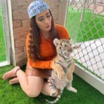Aalisha Panwar Instagram - Hakuna Matata .. .., 🧡🥺🥰🐯 Disclaimer- These are rescued animals taken care of and very well fed by @uae_lionking they are not drugged or abused and their health care is also taken care of .. Thankyou @uae_lionking for letting me have this beautiful experience .. I love them ..
