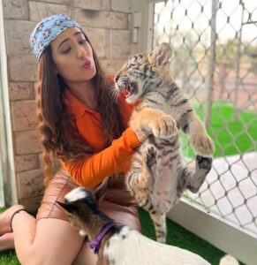 Aalisha Panwar Instagram - Hakuna Matata .. .., 🧡🥺🥰🐯

Disclaimer- These are rescued animals taken care of and very well fed by @uae_lionking they are not drugged or abused and their health care is also taken care of .. 

Thankyou @uae_lionking for letting me have this beautiful experience .. I love them ..