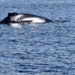 Aashka Goradia Instagram - In search of Orcas Took off from Puget Sound - Ports Townsend and landed in Canadian waters near Vancouver island - just then we found the majestic #humpbackwhales Not one but several - blessed to see them in such close proximity and multiple gigantic blow outs in fair distance and unforgettable sights of seeing them BREACH ❤️ 🐋 At one time they snuck up right next to our boat and I - froze. Orcas does make me skip a beat and I get to call them my spirit awakening beauties but to see humpbacks was none less than a giant blessing. Oceans around the world - I see you. More n More’ . . . #whalewatching #humpbacks #whales #humpbacks #shotoniphone #orcas #porttownsend #pugetsound #northwest #vancouverisland #pacificnorthwest #border #waters