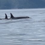 Aashka Goradia Instagram - Happy World Orca Day This is what happened from the trip we took. Salish sea and the T pod blessed us in the most special way. I did not want to utter a whisper but words in the name of god did not stop. I cried and shivered and then cried some more to see the most majestic creature to have been on this planet way before us. Since the very first time I saw them captive at sea world - to my uneducated mind it seemed like education but no - I was WRONG. So wrong. Pledged to see them in the wild, where they belong and now as I educate myself more about who they are - the more fascinated I become. I am drawn more towards them as I learn that they are truly the most intelligent marine life - I would not hold back to say even compared to land life and us humans. What I desire from this point on is to get a hydrophone - a telephoto lens - my husband @ibrentgoble (what would I do without you) and travel all the oceans and off shores where they belong. My longing to be with them has quadrupled. I am so thankful for @ibrentgoble You made this happen. On this world #Orca Day do pledge to never buy a ticket to #seaworld and the kinds. Say no to #captivity To all the scientists, marine biologist and naturalists - my respect and love for you has doubled . Thank you for all the work done over the years - research might be for the world but for you all this has been your life. After 5 years - everything has come true - those dreams I had and all of it. I can go on and on but I do pledge to bring more awareness - as I learn - I will pass it along. #worldorcaday #2022 #orca #orcawhale #killerwhales #shotoniphone PS - I encourage you to go see them in the wild @orcawild and @sjiwhalewatch will make it happen!! Thank you Captain Jeff for the most beautiful time ❤️