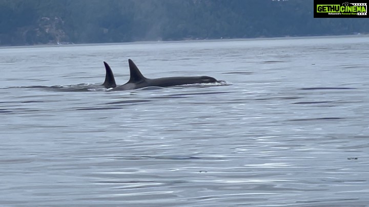 Aashka Goradia Instagram - Happy World Orca Day This is what happened from the trip we took. Salish sea and the T pod blessed us in the most special way. I did not want to utter a whisper but words in the name of god did not stop. I cried and shivered and then cried some more to see the most majestic creature to have been on this planet way before us. Since the very first time I saw them captive at sea world - to my uneducated mind it seemed like education but no - I was WRONG. So wrong. Pledged to see them in the wild, where they belong and now as I educate myself more about who they are - the more fascinated I become. I am drawn more towards them as I learn that they are truly the most intelligent marine life - I would not hold back to say even compared to land life and us humans. What I desire from this point on is to get a hydrophone - a telephoto lens - my husband @ibrentgoble (what would I do without you) and travel all the oceans and off shores where they belong. My longing to be with them has quadrupled. I am so thankful for @ibrentgoble You made this happen. On this world #Orca Day do pledge to never buy a ticket to #seaworld and the kinds. Say no to #captivity To all the scientists, marine biologist and naturalists - my respect and love for you has doubled . Thank you for all the work done over the years - research might be for the world but for you all this has been your life. After 5 years - everything has come true - those dreams I had and all of it. I can go on and on but I do pledge to bring more awareness - as I learn - I will pass it along. #worldorcaday #2022 #orca #orcawhale #killerwhales #shotoniphone PS - I encourage you to go see them in the wild @orcawild and @sjiwhalewatch will make it happen!! Thank you Captain Jeff for the most beautiful time ❤️
