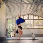 Aashka Goradia Instagram – Thank you for coming right over at my landing spot Lisa.. Not blaming you.. that’s all I can hold in tuck jumps for now.. 😉..
😘 my cute and almost talking cat, I love you. ❤️
.
.
.
.
.
#shala #yoga #handstand #tuckjumps #practice #yogagirl #yogacat