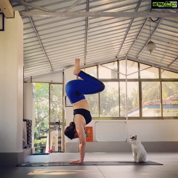 Aashka Goradia Instagram - Thank you for coming right over at my landing spot Lisa.. Not blaming you.. that’s all I can hold in tuck jumps for now.. 😉.. 😘 my cute and almost talking cat, I love you. ❤️ . . . . . #shala #yoga #handstand #tuckjumps #practice #yogagirl #yogacat
