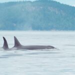 Aashka Goradia Instagram - Ornicus Orca ❤️ You will often hear it before you see it, somewhere in the lowering gray fog, there is this loud, almost popping “kooosh” sound. The towering black fin, six feet high, gliding out of the water atop the massive back of a thirty-foot killer whale. MOMENT OF MY LIFE! When we saw the T65A matriline (Bigg’s Transient) Orcas are matriarchal- they live in pods and have extreme social behaviours - better than humans. They echolocate and communicate with one another. They have memory and they pass it along to new calves. The more I know and the more I read is less. The T65A pod we saw here were 2 mommas and theirs 3 babies each. Total 8. Will share more details every Thursday on Orcas. . . . . #orca #orcathursday #killerwhales #blackandwhite #cetaceans #ornicusorca #salishsea #biggskillerwhales #transient #southernresidentorcas #pods #family #matriarch #social #soulmate