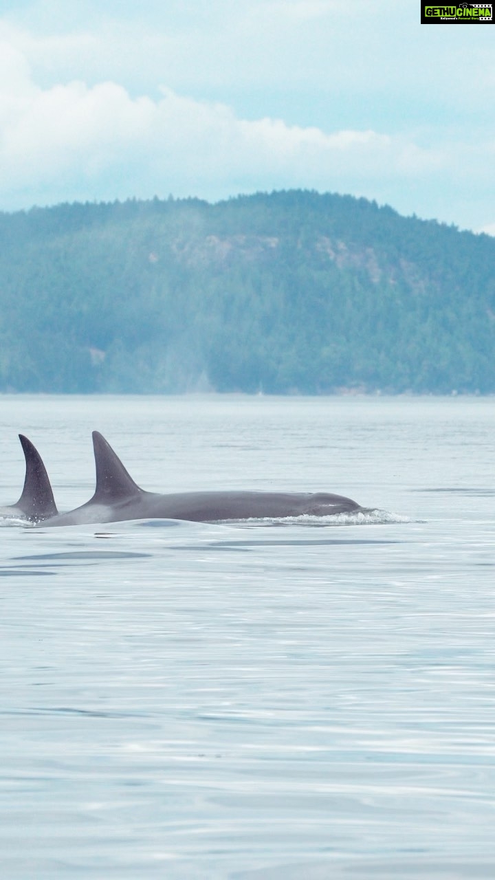 Aashka Goradia Instagram - Ornicus Orca ❤️ You will often hear it before you see it, somewhere in the lowering gray fog, there is this loud, almost popping “kooosh” sound. The towering black fin, six feet high, gliding out of the water atop the massive back of a thirty-foot killer whale. MOMENT OF MY LIFE! When we saw the T65A matriline (Bigg’s Transient) Orcas are matriarchal- they live in pods and have extreme social behaviours - better than humans. They echolocate and communicate with one another. They have memory and they pass it along to new calves. The more I know and the more I read is less. The T65A pod we saw here were 2 mommas and theirs 3 babies each. Total 8. Will share more details every Thursday on Orcas. . . . . #orca #orcathursday #killerwhales #blackandwhite #cetaceans #ornicusorca #salishsea #biggskillerwhales #transient #southernresidentorcas #pods #family #matriarch #social #soulmate