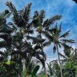 Aishwarya Khare Instagram - Postcards from bali 🌴🌊🧘‍♀️🦋🌸 . So Yesterday @dijan.co asked me about my post retreat reflections And i thought wow! Though i am working on so many things like incorporating yoga meditation affirmations journaling compassion in my day to day life.. I dived in work and haven’t really thought about how am i feeling after coming back. . Today’s to do list: Gotta feel some feelings ❤️