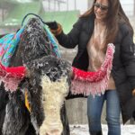 Anjum Fakih Instagram - The beautiful & The majestic #yak #gangtok #sikkim #anjumfakih Changu Lake Sikkim