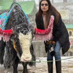 Anjum Fakih Instagram - The beautiful & The majestic #yak #gangtok #sikkim #anjumfakih Changu Lake Sikkim