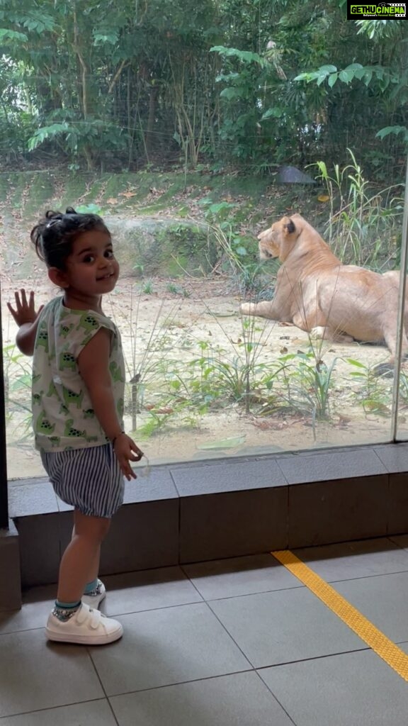 Ankita Bhargava Patel Instagram - A day at the Singapore Zoo ! ➡️Book the tickets on the official Mandai Reserve website cos they give you a multi park deal and flexible dates too. ➡️Download the park map online before hand and prioritise the animals you wish to see before hand and focus only on those, Because one gets very tired within the first 2-2.5hrs in the heat with a toddler anyways. ➡️They have designated tram stops.Make sure you use their tram service to avoid excessive walking. ➡️Just get off the stops closest to the animals you wish to see and walk only a lil distance instead. ➡️There is too much to see thus be prepared for a long and tiring day whole day ➡️Make sure the child is well fed and well rested ➡️Water and Fav Snacks shoud be handy all the time ➡️Napkins for yourself cos yes you will be sweating lots in the heat. ➡️Dont miss the amazing fresh coconut water at the eatery over there. ➡️The pram/stroller and sunblock lotion is a must. ➡️There is a small Aviary and Butterfly enclosure there which is quite fascinating for lil ones. ➡️I skipped the Dinosaur valley cos I wanted to focus on the real animals first and do this bit only of we had the energy later. ➡️Only do as much as you can enjoy with a toddler. ➡️There shudnt be a rush to FINISH THE ENTIRE PARK ONLY COS YOU HAVE BOUGHT THE TICKETS. ➡️If u wanna feed the rhinos u will have to book online before hand. ➡️Breakfast with the Orangutangs is shut due to the pandemic. ➡️The elephants reserve is under renovation thus they arnt available for viewing too. P.S The souvenir shop at the exit is super awesome ! They have the cutest things ever! #singapore #singaporezoo #rabbdimehr #karankitamehr #travel