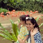 Ankita Bhargava Patel Instagram – Hi from Singapore 🇸🇬

I dont have much time on hand on this particular holiday to keep u guys posted with lots of stories!
But I promise that once Im back I will share my experience and fun things to do with a toddler in Singapore !

Until then leaving U all with this beautiful sight !

Mehr loves Flamingos 
🦩🦩🦩🦩🦩🦩🦩🦩🦩 Jurong Bird Park