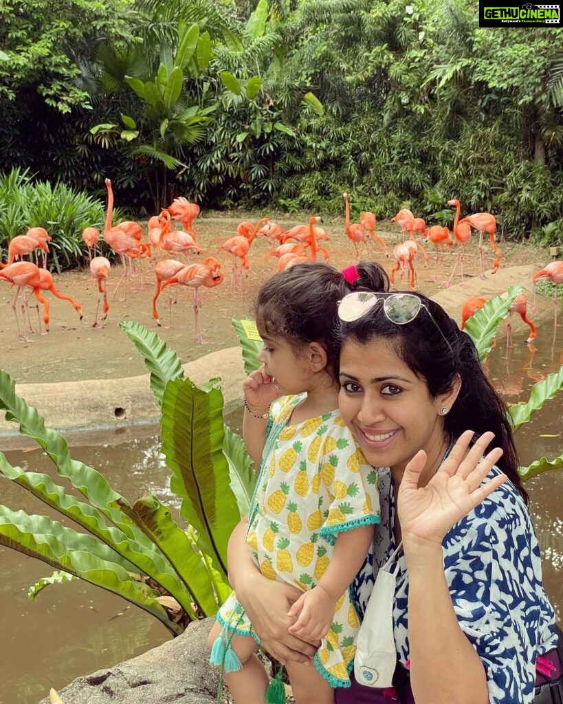 Ankita Bhargava Patel Instagram - Hi from Singapore 🇸🇬 I dont have much time on hand on this particular holiday to keep u guys posted with lots of stories! But I promise that once Im back I will share my experience and fun things to do with a toddler in Singapore ! Until then leaving U all with this beautiful sight ! Mehr loves Flamingos 🦩🦩🦩🦩🦩🦩🦩🦩🦩 Jurong Bird Park