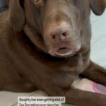 Ankita Bhargava Patel Instagram - Cos Everyday Life teaches you things that are never found in curriculums worldwide! ❤️🐕‍🦺🐾👶