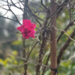Anurita Jha Instagram - Happy 2023 🌼🌼 At the MAHAVTAR BABAJI’S caves … Foothills of Himalayan in Ranikhet.. love light happiness to all of you ❤️❤️❤️❤️ . . . . Happy2023 Dwarahat