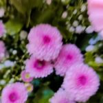 Aparajita Auddy Instagram - ফুল বলে ধন্য আমি