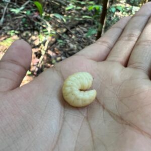 Bhuvan Bam Instagram - Away from the internet, work, city life and all the hustle bustle, I spent a few days in the middle of the Amazon Rainforest, Brazil. Went on a hike with monitor lizards, spiders and snakes constantly lurking around. A fascinating yet scary experience! Main guide se english mein sawaal poochta tha aur woh Portuguese mein jawaab deta tha. Dono khush 🙂